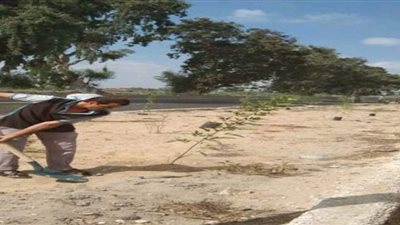 زراعة  200 شجرة لتزيين شوارع القصاصين الجديدة في الإسماعيلية