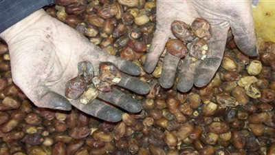 التحفظ على ٦ أطنان تمور فاسدة داخل مصنع بالعبور