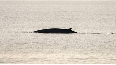 إنقاذ حوت في تاسمانيا .. بعد أسبوع على أكبر جنوح جماعي