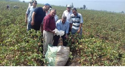 8.2 % من مساحة الجمهورية نسبة الأرض الزراعية بالدقهلية.. اعرف أشهر المحاصيل