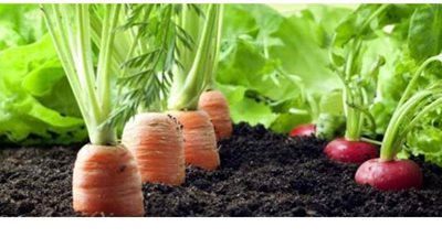 ورشة عمل عن دور الزراعة العضوية في النهوض بمنظومة إنتاج النباتات الطبية والعطرية في الفيوم