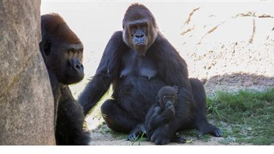 غوريلا تهاجم عاملة جاءت لإطعامها بمدريد