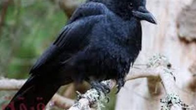 تفسير رؤية الغراب في المنام وعلاقته بالطلاق والمرض والموت