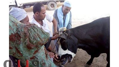 تحصين 22 ألف رأس ماشية ضد الحمى القلاعية والوادي المتصدع ببني سويف
