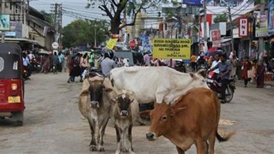 سريلانكا تمنع ذبح الأبقار في البلاد
