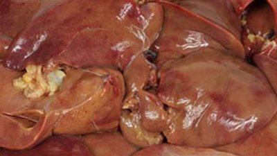 مصادرة 9 أطنان  كبدة مستوردة فاسدة داخل ثلاجة في كرداسة