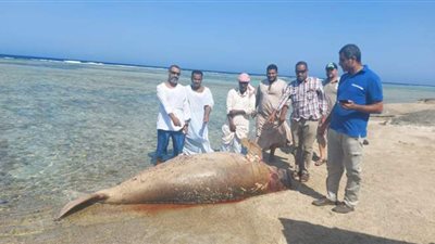 العثور على حيوان عروس البحر 