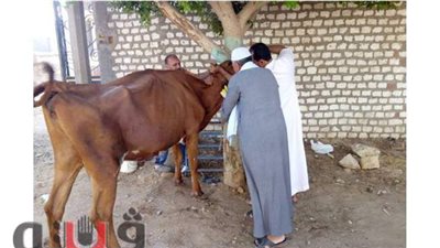 تحصين 24 ألف رأس ماشية ضد القلاعية والوادي المتصدع ببني سويف