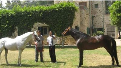 رئيس مزرعة الزهراء للخيول العربية: لدينا 490 رأسا من الخيل العربي الأصيل