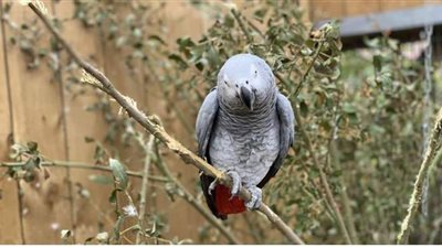 طرد 5 ببغاوات أفريقية من حديقة بريطانية بسبب شتائمها الخادشة للزوار