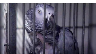 سليطة اللسان.. حديقة حيوان في بريطانيا تفرق بين 5 ببغاوات بسبب 