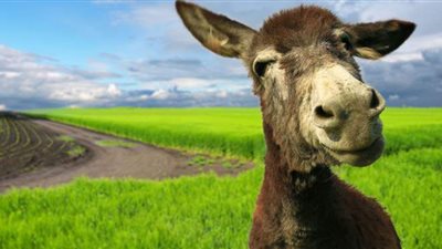 داعش يستعين بـ