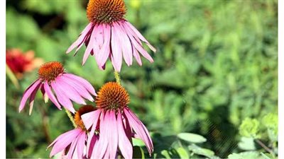 دراسة سويسرية تثير الجدل حول فعالية نبات القنفذية في الحماية من فيروس كورونا