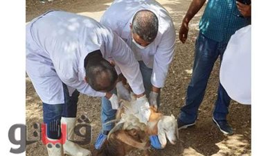 تحصين الحيوانات ضد الحمى القلاعية وحمى الوادى المتصدع في القصير | صور