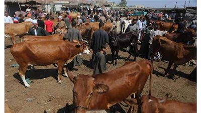 أهالي قطور بالغربية يطالبون الحكومة بفتح أسواق الماشية الأهلية بعد تراكم خسائرهم