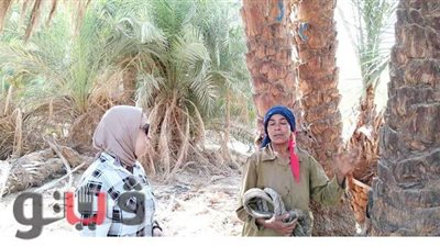 تتمنى مقابلة السيسي.. حكاية  أول فتاة تطلع النخيل وتحفر المقابر بالصعيد | فيديو صور