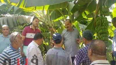 جولة لزراعة الغربية للاطمئنان على محصول الموز | صور
