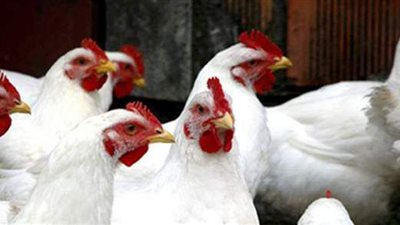 شعبة الدواجن: لدينا فائض 800  مليون دجاجة يمكن تصديرها للخارج