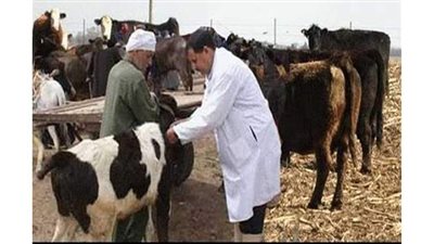 بيطري المنيا يواصل فعاليات الحملة القومية ضد الحمى القلاعية والوادي المتصدع