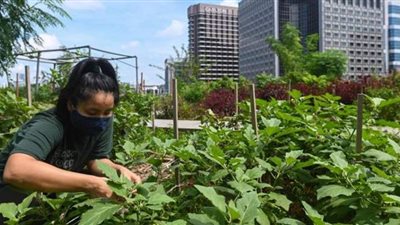 مزارع خضراوات تفترش أسطح ناطحات السحاب في سنغافورة