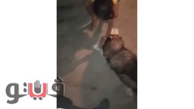 كلب شرس يهاجم طفلة فوق سطح منزل في طنطا