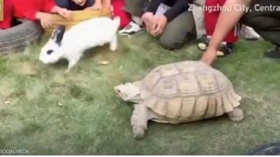 بالفيديو.. سباق بين سلحفاة وأرنب يؤكد 