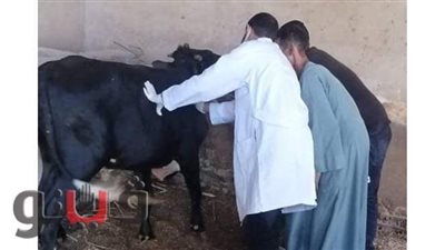 بيطري القصير: تحصين ١٥٠ رأس ماشية ضد مرض الحمى القلاعية والوادي المتصدع | صور