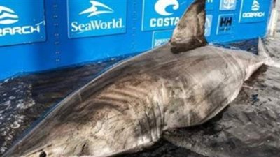 وزنها 1.6 طن وعمرها 50 عاماً.. اصطياد أكبر سمكة قرش بالمحيط الاطلسي  | فيديو