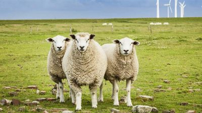 دراسة: 26 نوعا من الثدييات عرضة لخطر الإصابة بفيروس كورونا