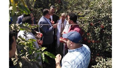 الزراعة تنظم المؤتمر الأول للرمان وتحتفل بنجاح منظومة الحصر والتكويد  في أسيوط