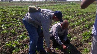 مدير زراعة الإسماعيلية يوجه بمتابعة زراعات  بنجر السكر