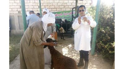 الزراعة: 10 قوافل بيطرية لفحص وعلاج المواشي مجانا بمحافظة البحيرة
