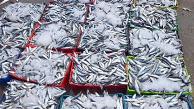 مصادرة 1.6 طن أسماك ودواجن فاسدة داخل ثلاجة بالقاهرة