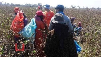 محافظ الشرقية لمسئولي  الزراعة: 