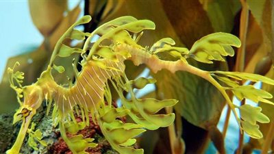 ولادة 24 من تنين البحر في أحواض مائية