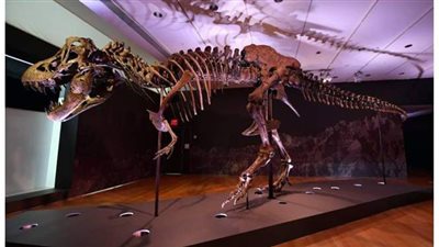 هيكل عظمي لديناصور «تي-ريكس» يحطّم الرقم القياسي في مزاد