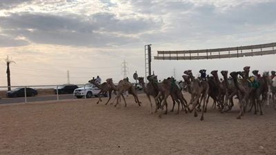 بمشاركة القبائل المصرية.. انطلاق مهرجان  الهجن بجنوب سيناء احتفالا بانتصارات أكتوبر | صور