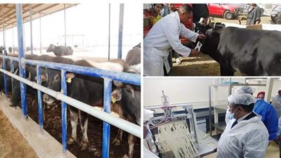 تعرف على مستجدات خطة رفع كفاءة مراكز تجميع الألبان تنفيذا لتكليف الرئيس