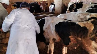 علاج 116 ألفا و437 رأس ماشية في حملات مكبرة بالبحيرة