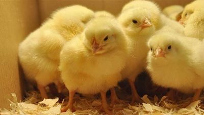 السلطات الإسبانية تحقق في نفوق 20 ألف كتكوت