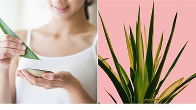 6 فوائد علاجية مذهلة يقدمها الصبار لبشرتك .. اكتشفيها