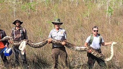 طولها يزيد عن 6 أمتار و