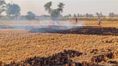 لجان دورية لإحكام الرقابة على حرق قش الأرز بالشرقية