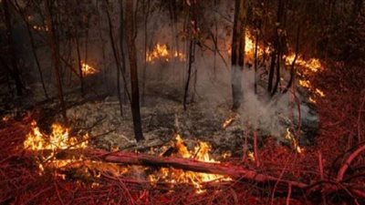 حرائق الغابات تضرب مناطق عدة من لبنان