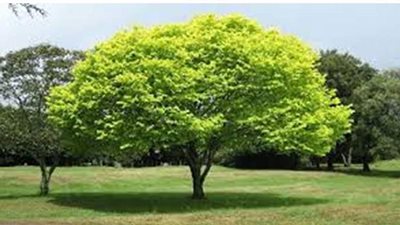 إجراءات استخراج تصريح لممارسة الأنشطة الاقتصادية داخل المحميات الطبيعية