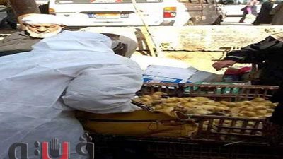 تحصين  58 ألف طائر ضد أنفلونزا الطيور في الشرقية