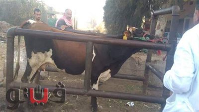 تحصين 41 ألف رأس ماشية ضد الحمى القلاعية والوادي المتصدع ببني سويف