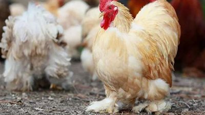 دجاجة تدافع بشجاعة عن صغارها ضد أخطر أفاعي العالم