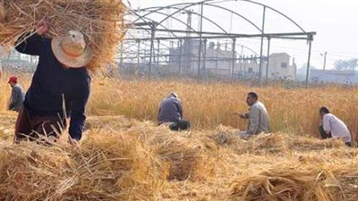 كيف يستفيد الفلاح من قش الأرز  بدلا من حرقه | فيديو