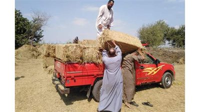 الزراعة: جمع وتدوير أكثر من ١.٤ مليون طن قش الأرز  في ٦ مخافظات